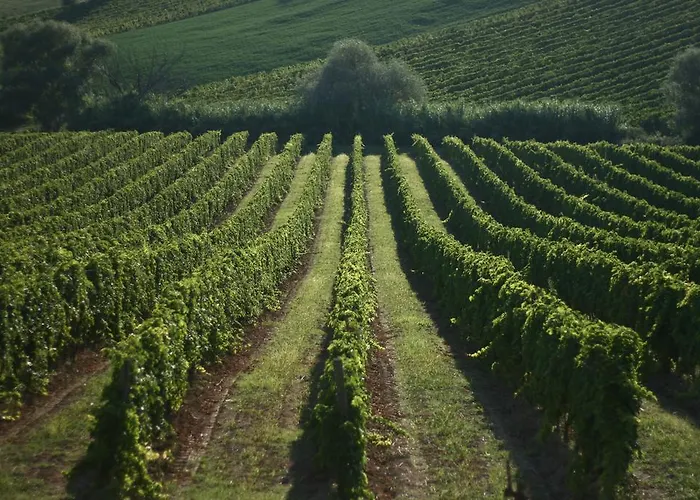Le Vigne Del Conero