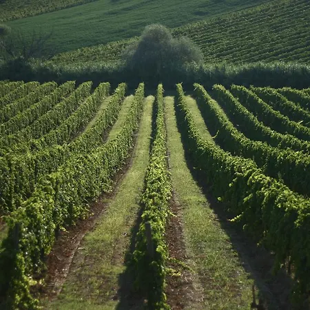 Le Vigne Del Conero